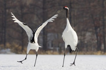 Red-Crowned Cranes, display of affection　舞う丹頂 © shuttered