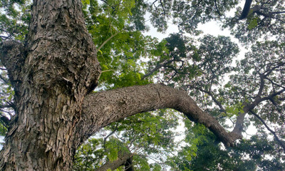 Obraz premium The big trees in the garden