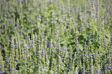 Purple Chia flower are blooming.
