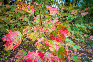colorful fall autumn leaves in the forest