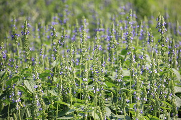 Chia flower are blooming with green leaf and stem, planting at the field on tropical zone of Thailand.