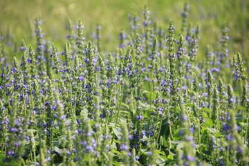 Fototapeta premium Chia flower are blooming with green leaf and stem, planting at the field on tropical zone of Thailand.