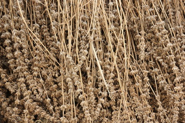 Dry chia flower and stalk with seed inside.