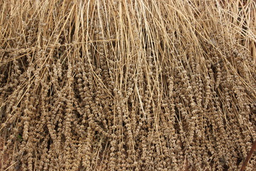 Dry chia flower and stalk with seed inside.