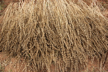 Dry chia flower and stalk with seed inside.