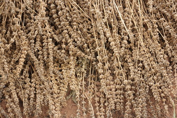Dry chia flower and stalk with seed inside.