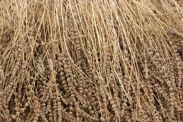 Dry chia flower and stalk with seed inside.
