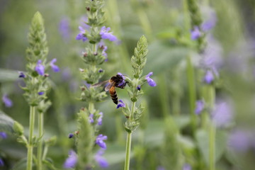 Purple chia flower (Salvia hispanica)  with bee, crop planting at the garden on tropical zone of Thailand.
