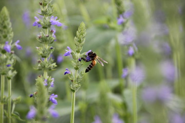 Purple chia flower (Salvia hispanica)  with bee, crop planting at the garden on tropical zone of Thailand.