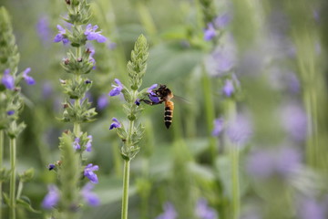 Purple chia flower (Salvia hispanica)  with bee, crop planting at the garden on tropical zone of Thailand.