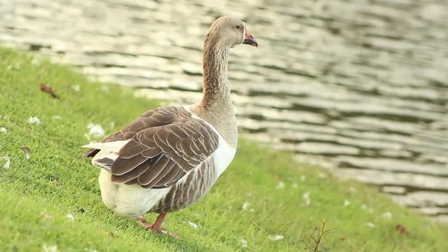 Pato solit&aacute;rio 