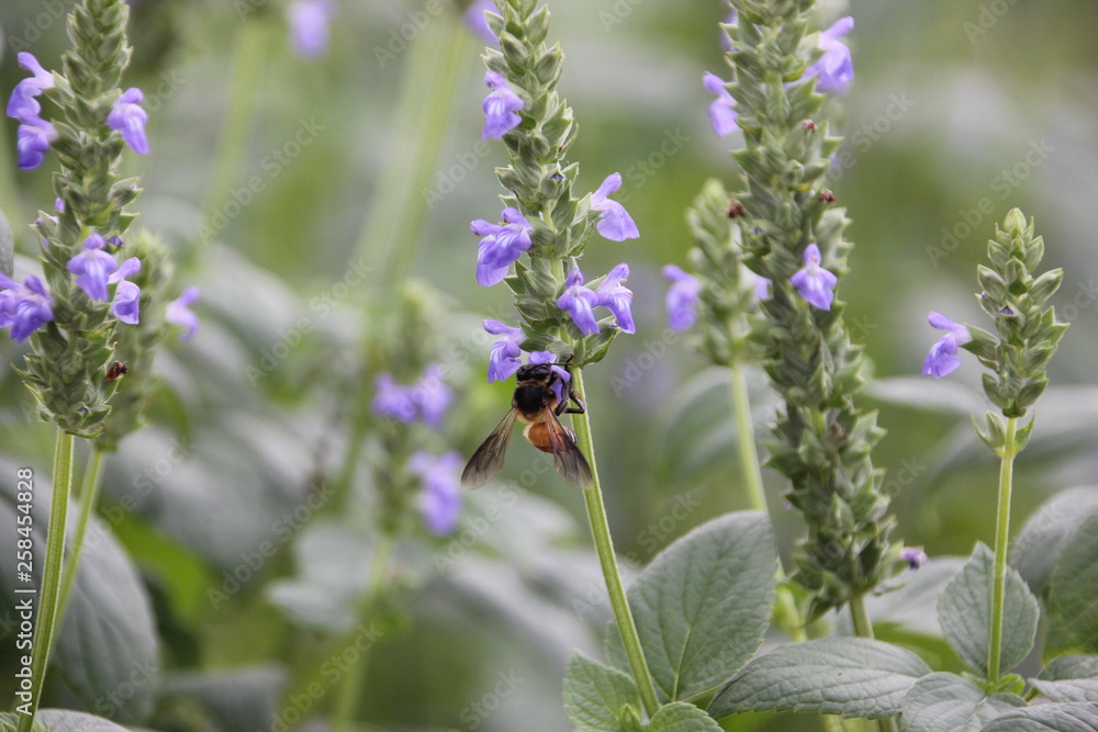 Wall mural Bee with chia flower is bloom, crop planting at the field.