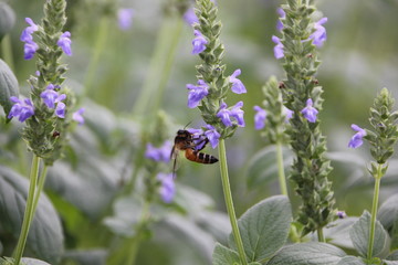 Bee with chia flower is bloom, crop planting at the field.