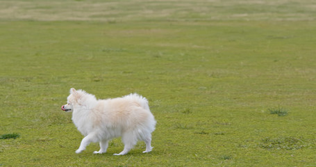Pomeranian dog walk in the park