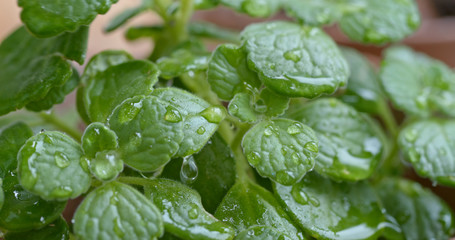 Green plant in the pot