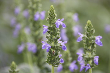 Chia flower are blooming, crop planting at the field.