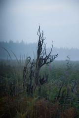 morning in the forest