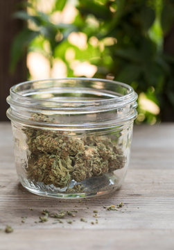 Glass jar of dried marijuana