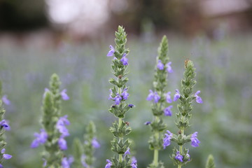 Obraz premium Chia flower are blooming, crop planting at the field.