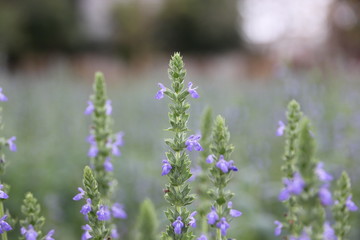 Chia flower are blooming, crop planting at the field.