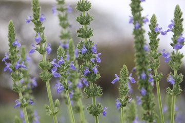 Chia flower are blooming, crop planting at the field.