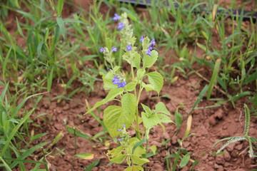 Chia crop damage by disease, pest and Nutrient Deficiencies that planting at the field.