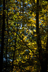 Obraz premium autumn in the forest