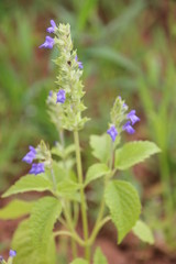Chia crop damage by disease, pest and Nutrient Deficiencies that planting at the field.
