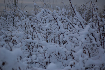Fototapeta na wymiar field in winter