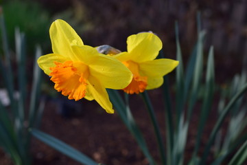 Yellow-orange daffodils