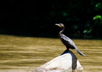 Ave acuática posando sobre un tronco en el cauce de un río tropical