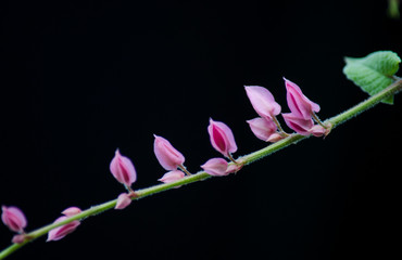 Flores rosas en un fondo negro