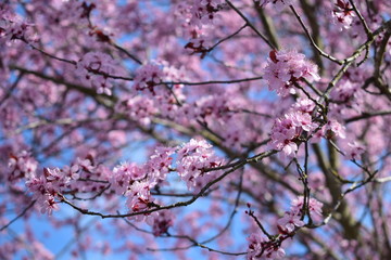 Cherry blossoms