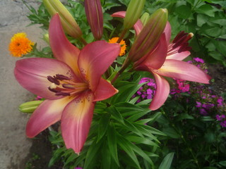 Orange pink lilies