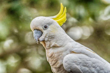 Portrait of a Sulphur-crested Cockatoo