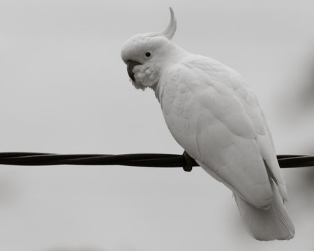 Sulphur-crested Cockatoo in Black and White