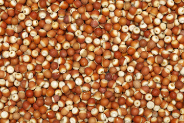 Water lily seed (Euryale ferox Salisb) Isolated on the white background 