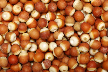 Water lily seed (Euryale ferox Salisb) Isolated on the white background 