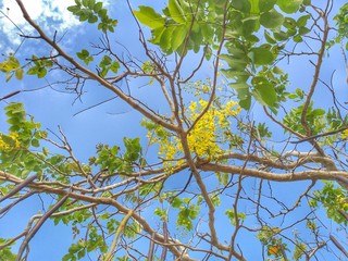green leaves in the sky