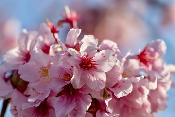 cherry blossom