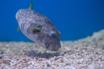 Brown puffer, or brown puffer, or brown dog-fish, or ocular dog-fish, or Northern dog-fish © adydyka2780