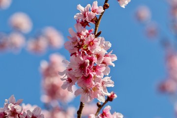 cherry blossom