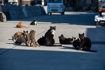 Herd of stray cats in a fishing village