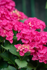 Red hydrangea flower, Closeup
