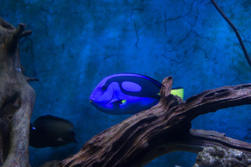 Blue Tang Surgeon Fish Paracanthurus hepatus at the aquarium of Vietnam