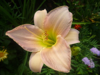 Fototapeta premium Pink and yellow Lily in the garden