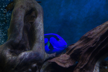 Blue Tang Surgeon Fish Paracanthurus hepatus at the aquarium of Vietnam