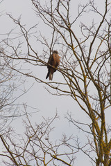 Eagle stand in the tree