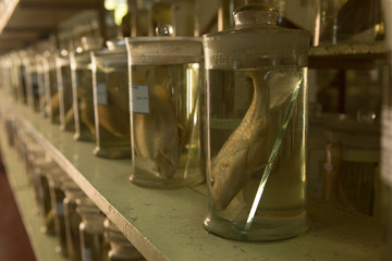 tubes with exhibits in the laboratory , conduct research