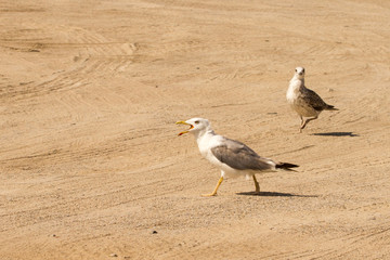 Big Seagull near the beach looking for food